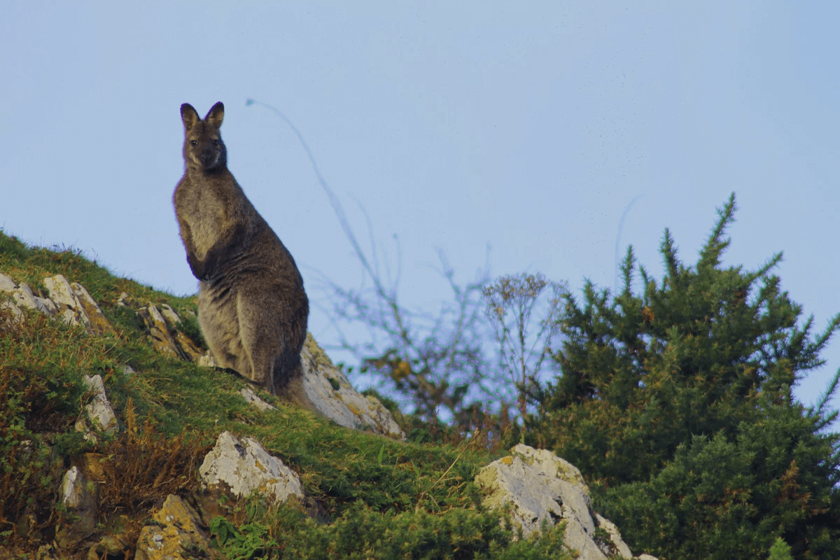 Känguru auf Lambay