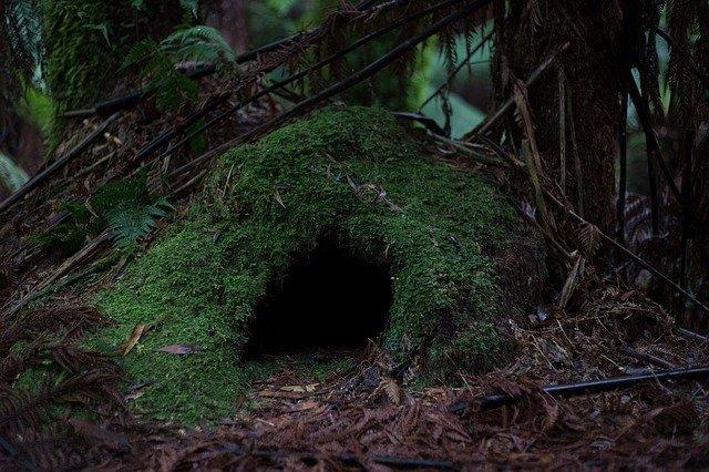 Grüne Höhle im Wald